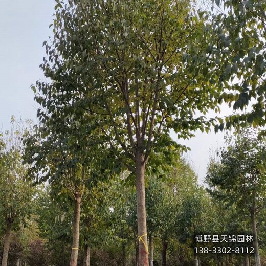 18公分杜仲河北,杜仲樹種植園,降價銷售