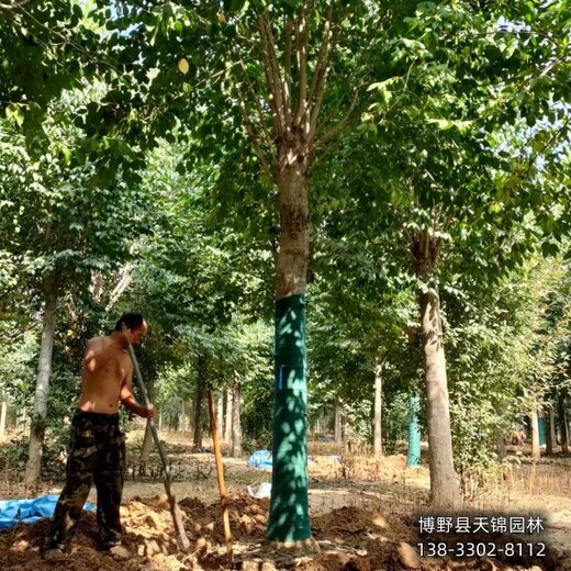 15公分杜仲河北,杜仲樹種植園,全國(guó)供應(yīng)