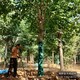 雄安地區(qū)8公分杜仲圖