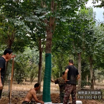 雄安地区18公分杜仲价格咨询-丛生杜仲产地