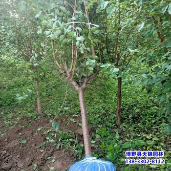 12公分山杏哪里便宜-河北地區(qū)-山杏容器苗