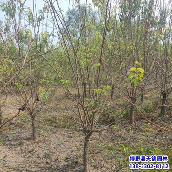 6公分山杏價格行情-保定市定州-山杏容器苗