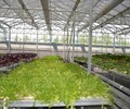 博爾塔拉草莓種植溫室大棚建造