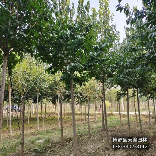 18公分杜仲保定,杜仲樹種植園,到貨價