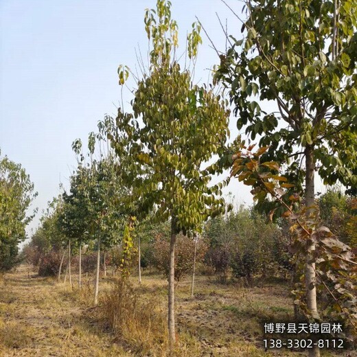 河北地區假植苗杜仲哪里便宜-杜仲規格-杜仲大樹