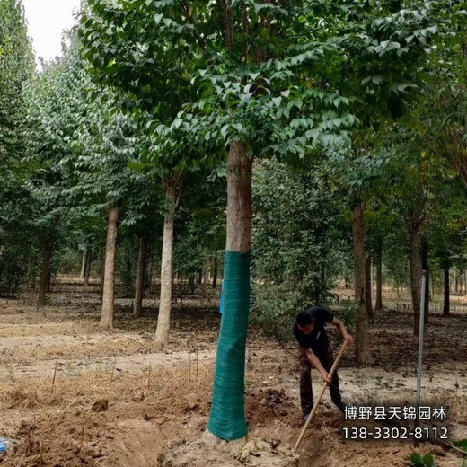 河北安国丛生杜仲多少钱合适-丛生杜仲产地-杜仲大树