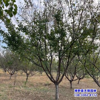 5公分山杏哪里便宜-山杏種植戶-山杏容器苗