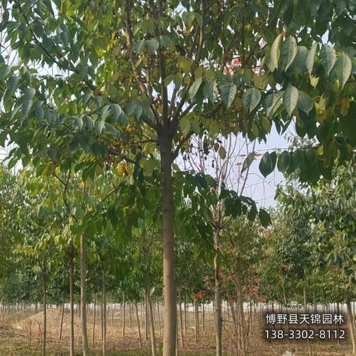 湖北15公分杜仲多少錢合適-杜仲規(guī)格-杜仲大樹