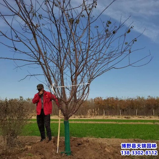 保定苗木經(jīng)紀(jì)人,苗木質(zhì)量好,5公分山杏