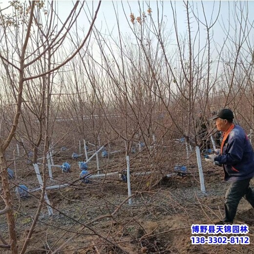 假植苗山杏带土球装车-河北保定-山杏容器苗