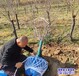 保定占地樹山杏,降價(jià)銷售,10公分山杏