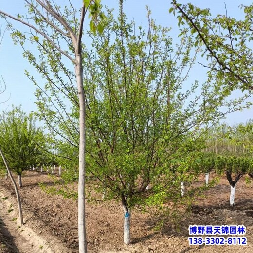 大規(guī)格山杏本地價(jià)格-山杏種植戶(hù)-山杏圃地苗