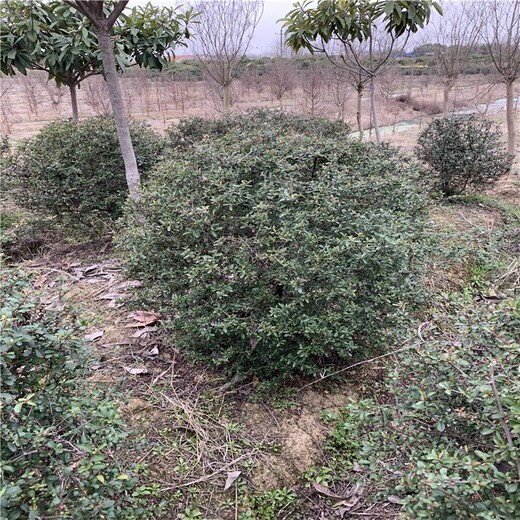 武漢火棘球苗木基地