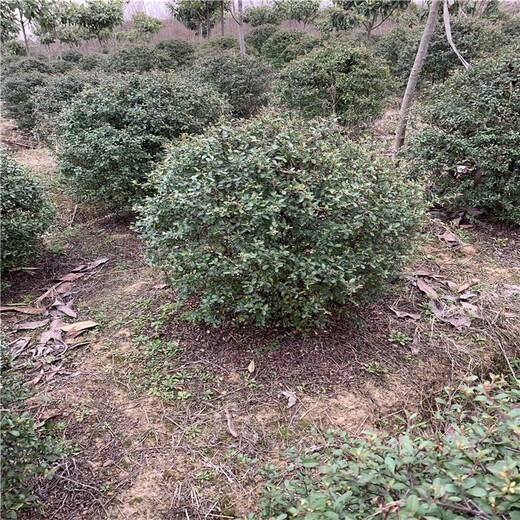 河南鶴壁火棘球報(bào)價(jià)