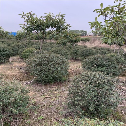 湖北仙桃火棘球綠化苗木