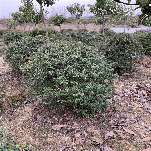 信陽潢川1.3米火棘球苗圃場