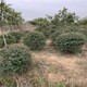 火棘球種植基地圖