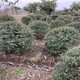 火棘球苗圃圖