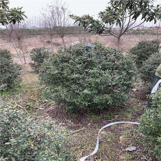 淮南火棘球園林綠化