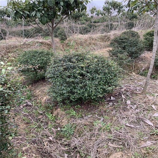 河南三門峽火棘球報價