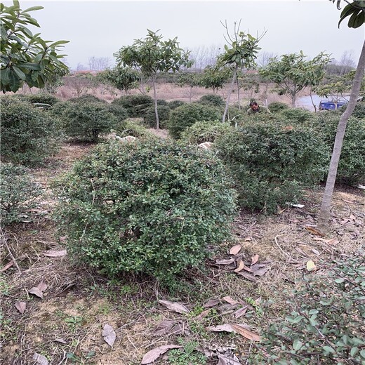 河南郑州火棘球绿化苗木