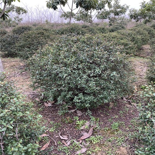 安徽马鞍山火棘球种植基地