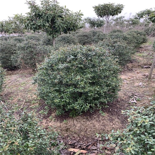 安徽宣城火棘球種植基地