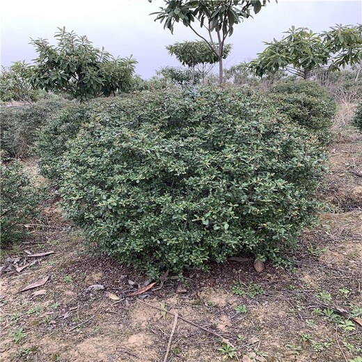 湖北宜昌火棘球綠化苗木