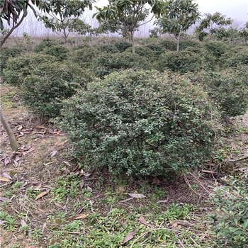 50公分火棘球?yàn)閳@林綠化增添了層次感顏色豐富多樣