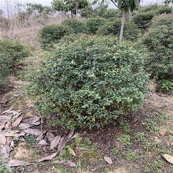 50公分火棘球?yàn)閳@林綠化增添了層次感顏色豐富多樣