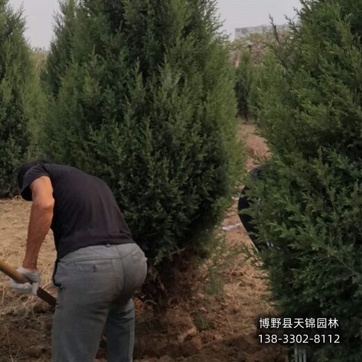 雄安地區(qū)望都塔儈種植,快柏小苗,種植基地