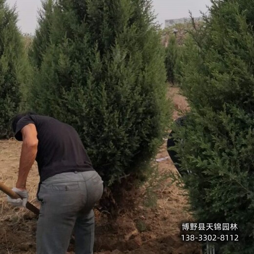 雄安地区望都塔侩种植,快柏小苗,种植基地