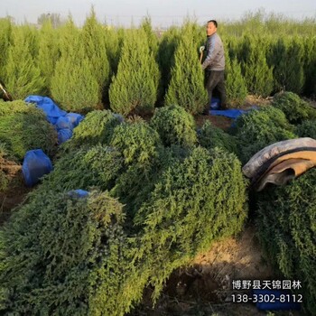 保定市定州80高檜柏價格咨詢-儈柏-貨到付款