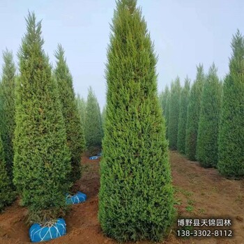 保定市定州80高檜柏價(jià)格咨詢-刺柏-貨到付款