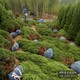 檜柏球圖