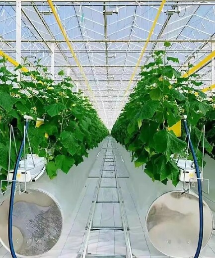 阿坝蔬菜温室大棚厂家联系方式
