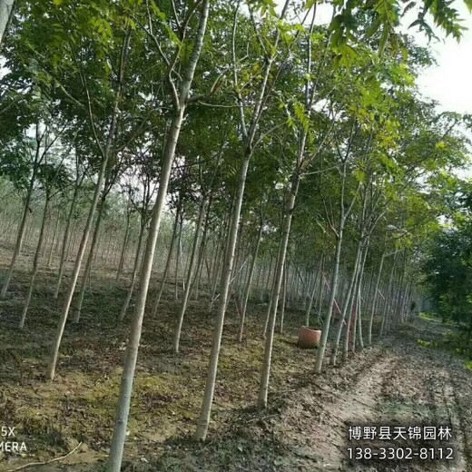 12公分千頭椿本地價格,河北省保定,紅葉椿種植基地