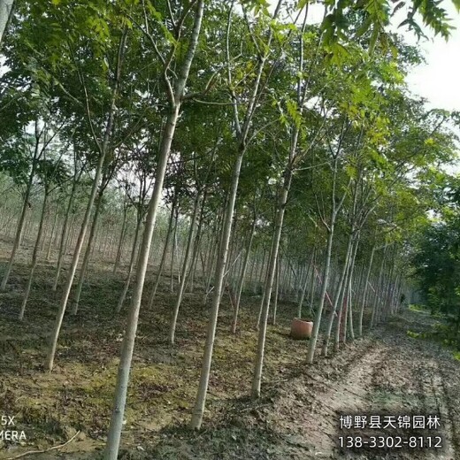 15公分千头椿价格多少,保定清苑县,红叶椿种植基地