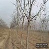 河北省15公分千头椿退林销售-椿树-千头椿种植户