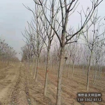保定地區15公分千頭椿價格多少-椿樹-千頭椿種植戶