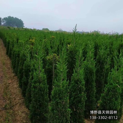 河北博野縣苗木綠化商,柏樹小苗,種植基地