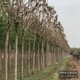 臭椿圖