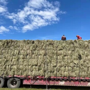 喂牛羊牧草批发渠道干牧草批发每吨价格压块牧草产地货源