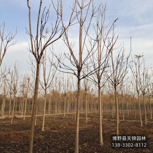 12公分千頭椿價格咨詢,河北保定市,紅葉椿種植基地
