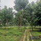 天錦園林圖