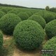 檜柏球圖