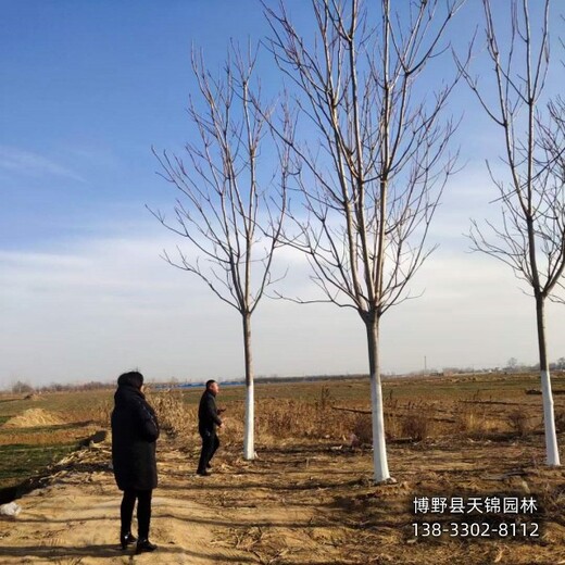 12公分千頭椿貨到付款,保定博野縣,紅葉椿種植基地