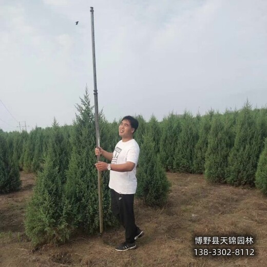 保定地區(qū)大田苗檜柏質(zhì)優(yōu)-快柏小苗-種植基地