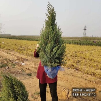河北安國小苗檜柏價格行情-刺柏球-價格咨詢