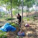 紅葉椿種植基地圖